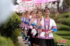 广西三江侗乡举办早春茶文化活动